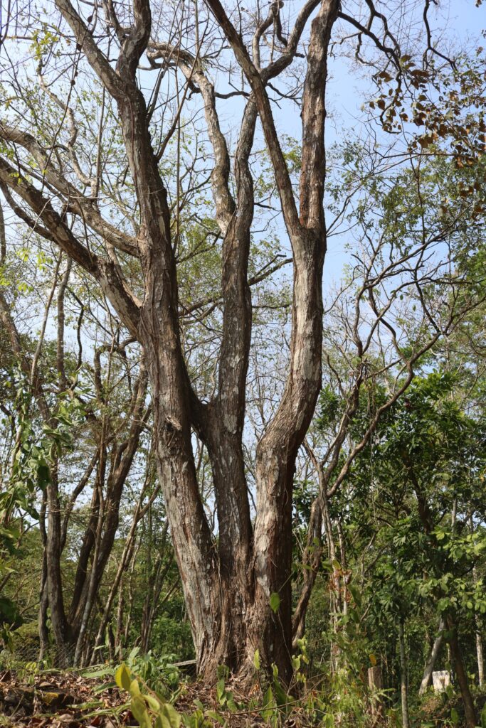 Un cocobolo sembrado por indígenas en Panamá. Foto: Javier A. Jiménez Espino.