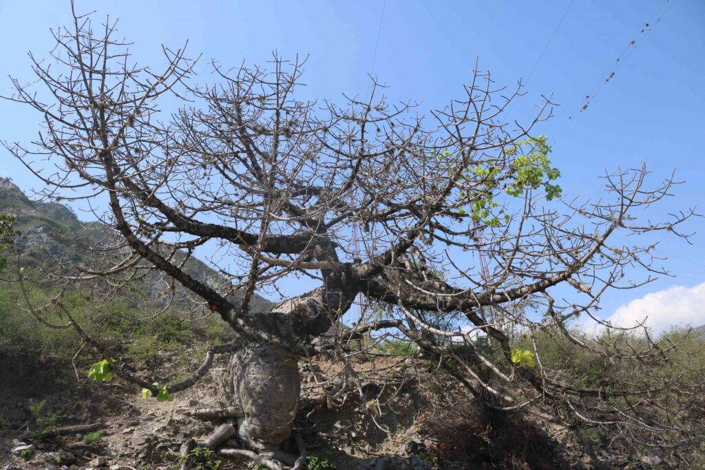 Entre octubre y noviembre, la ceiba barrigona se queda sin una sola hoja para ahorrar tanta agua como sea posible. Foto: Sergio Silva Numa