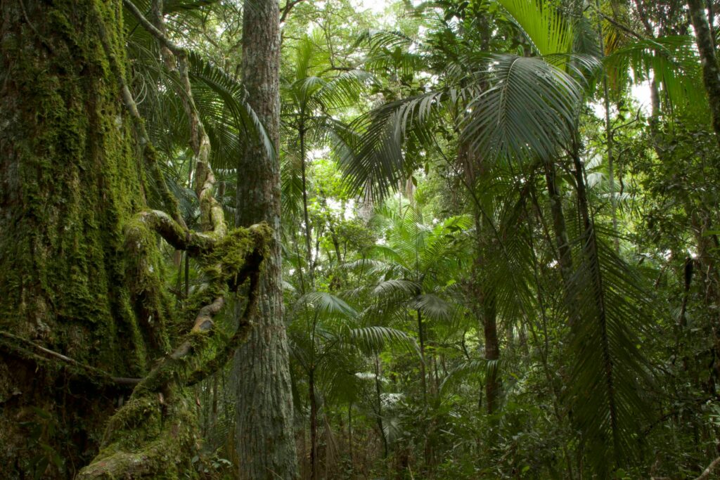 La corteza rugosa del tronco es una de las características del palo rosa. En la imagen, un ejemplar longevo cubierto de musgo y lianas, y otro más joven detrás. Foto: Emilio White/Arauco.