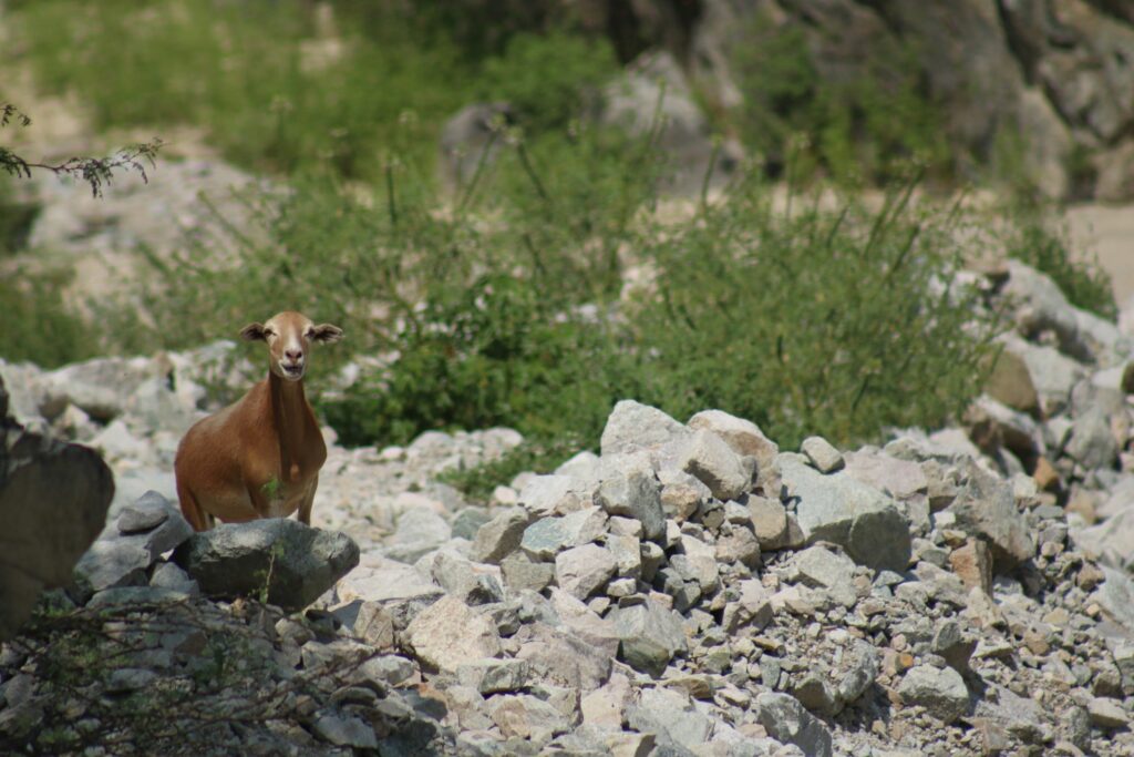 Las cabras no permiten que aumente la población de la ceiba barrigona. Foto: Sergio Silva Numa