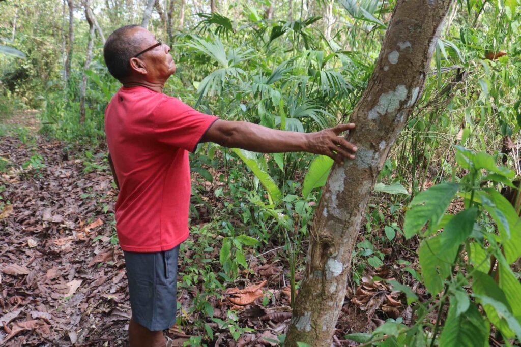 Indígenas de la comunidad Arimae, han reforestado parte de su territorio con árboles de Dalbergia retusa. Foto: Javier A. Jiménez Espino.