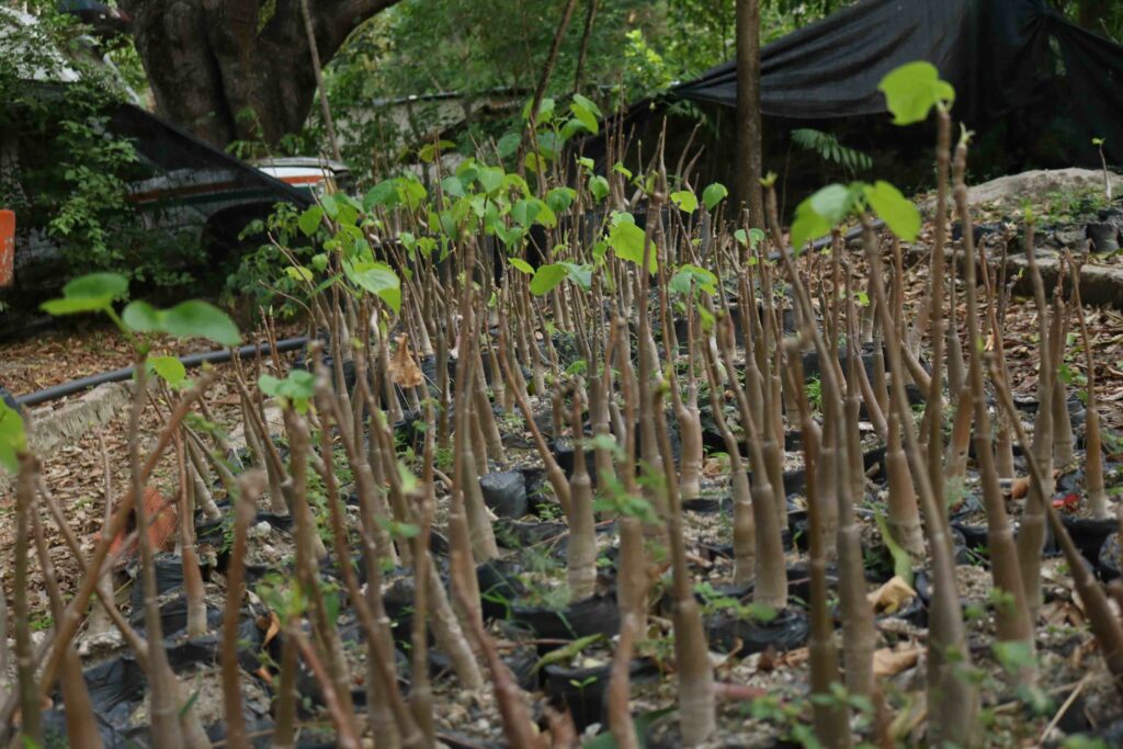 Vivero en el que se reproducen árboles de ceiba barrigona. Foto: Sergio Silva Numa