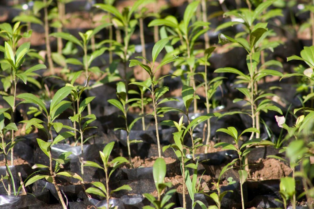 En Argentina hay iniciativas que buscan reproducir al palo rosa en viveros. Foto: Conservación Argentina.