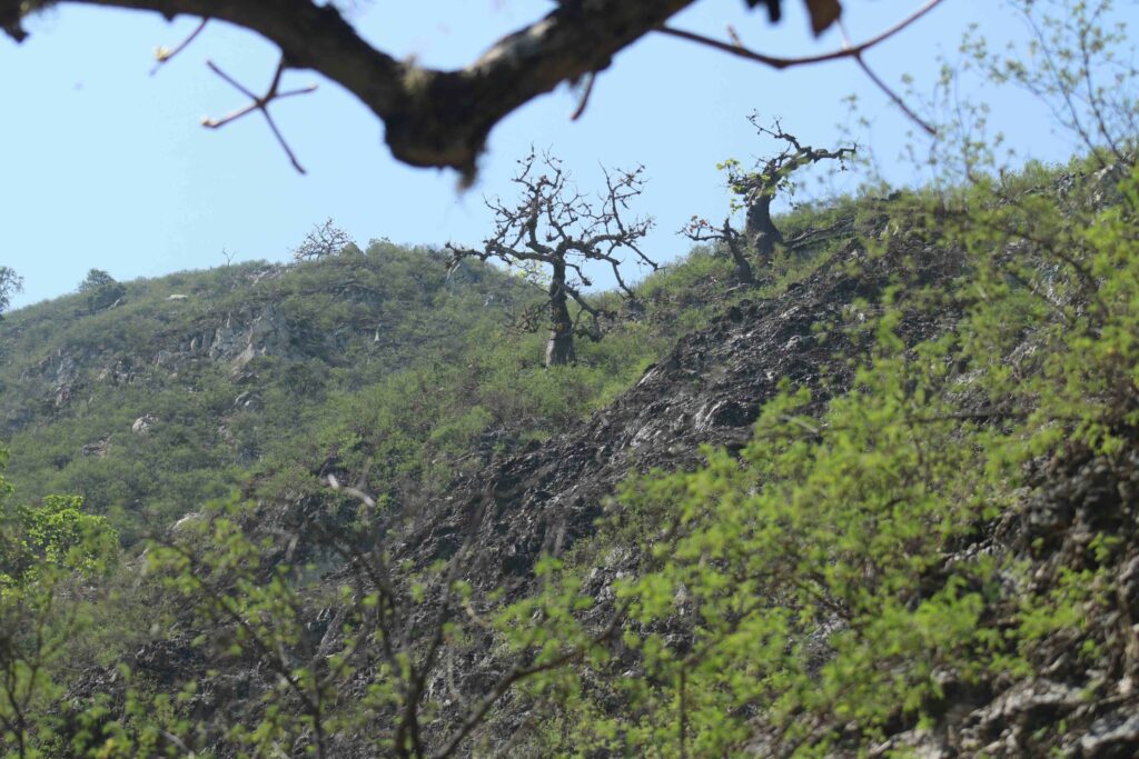 La ceiba barrigona es solo uno de los árboles endémicos de Colombia que está en riesgo. Foto: Sergio Silva Numa