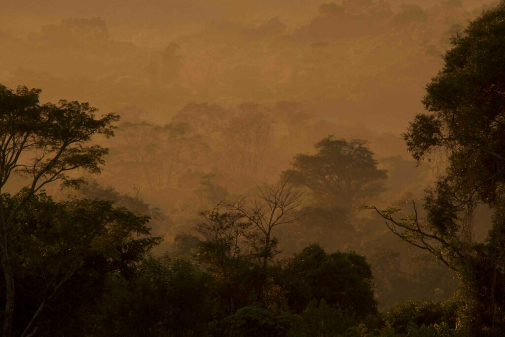 Amanecer en el perobal de San Jorge, uno de los sitios que resguarda una numerosa población de palo rosa. Foto: Emilio White/Arauco.