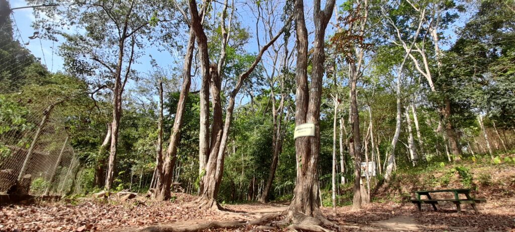 Cocobolos en el Parque Nacional Camino de Cruces, área protegida en la ciudad de Panamá. Foto: Javier A. Jiménez Espino.