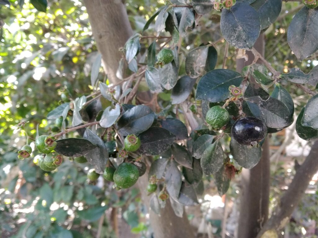 Los frutos y las hojas del arrayán de Quito son ricas en aceites. Foto: Ana Mireya Guerrero G./Repositorio Digital Flora de la Mitad del Mundo