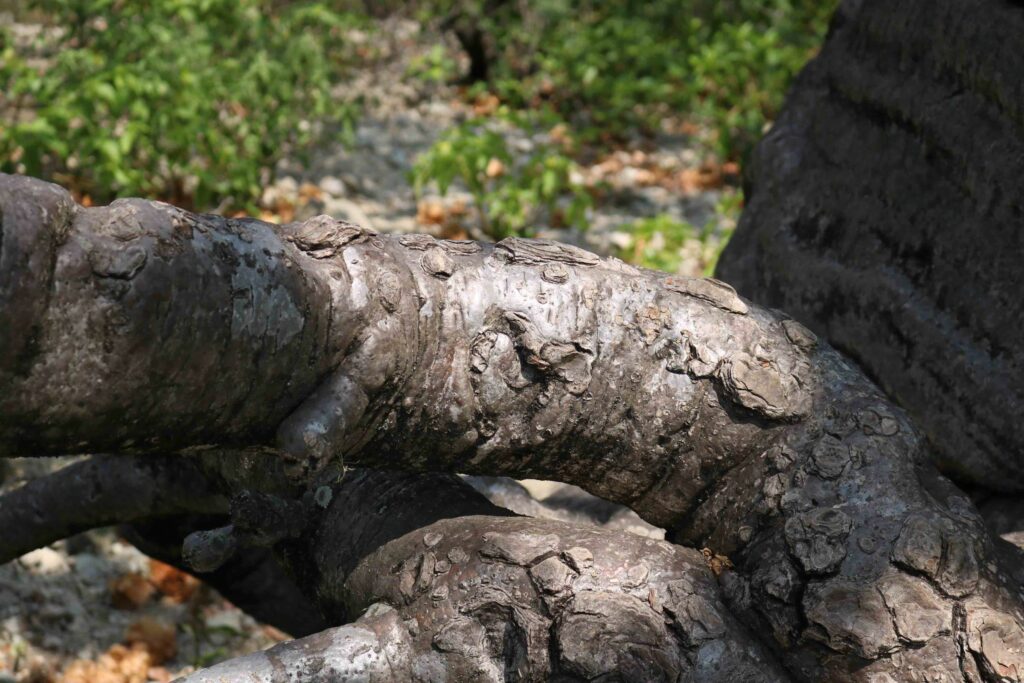 Raíces de una ceiba barrigona. Foto: Sergio Silva Numa 