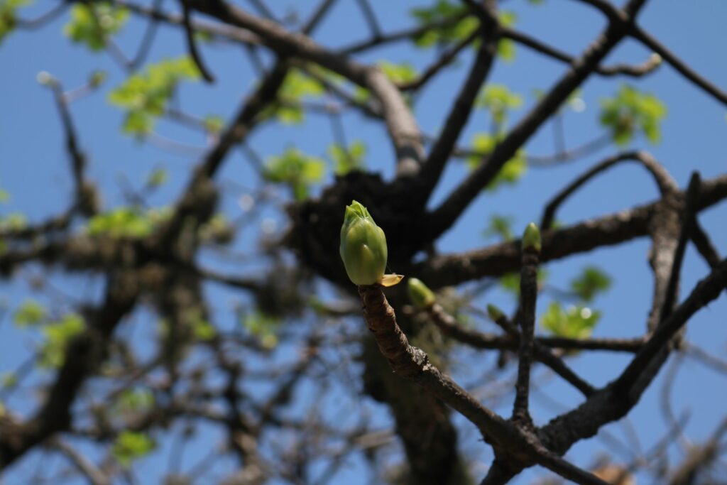 Una hoja que apenas brota. Foto: Sergio Silva Numa