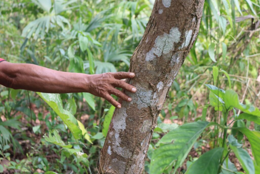 El tronco de un árbol de cocobolo joven. Foto: Javier A. Jiménez Espino.