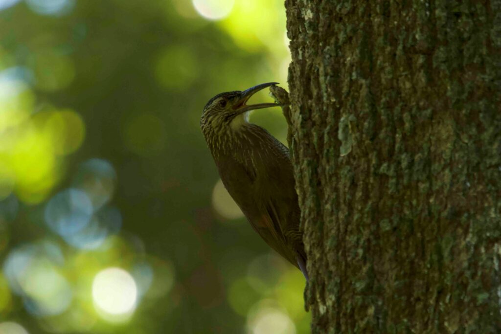 Estos árboles son vitales para varias especies de flora y fauna. 