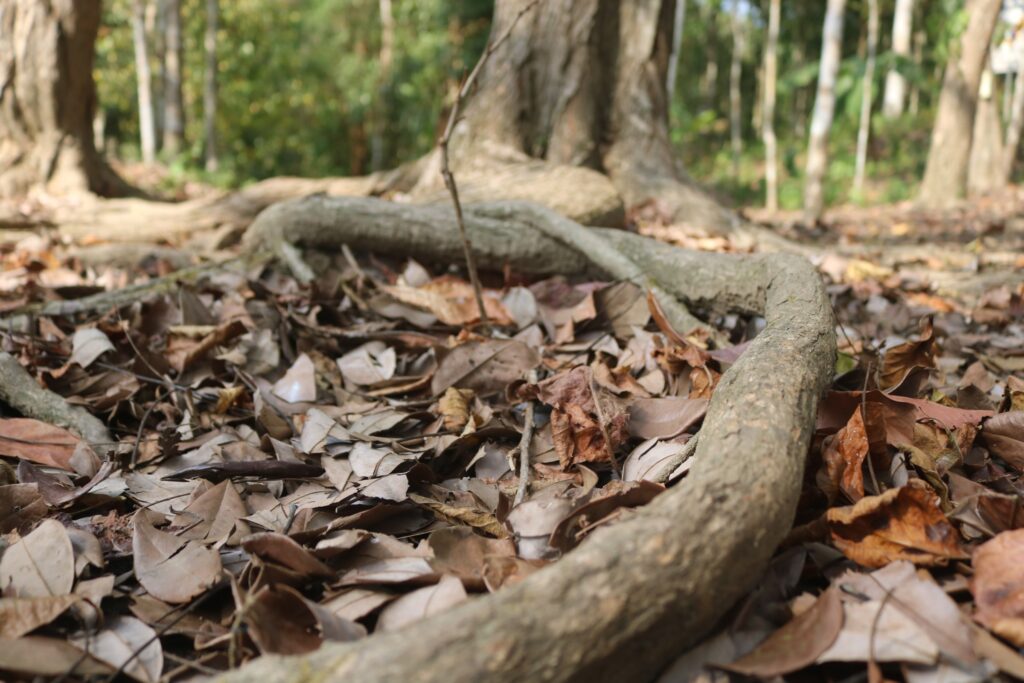 Raíces de cocobolo. Foto: Javier A. Jiménez Espino.