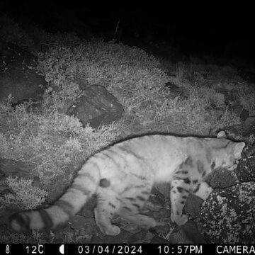 Por primera vez cámaras trampa registran presencia del gato andino en Santuario de la Naturaleza Yerba Loca