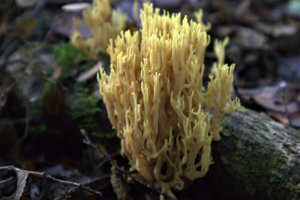 Ramaria sp. Créditos: ©Dinelly Soto