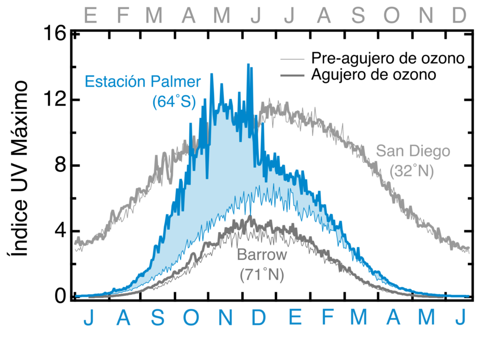 Esta figura muestra el índice UV máximo por mes en la estación Palmer en la Antártica, tanto en condiciones de agujero de ozono (línea azul gruesa) como normales (línea azul fina). El área azul entre ambas líneas muestra cómo el índice UV se ha más que duplicado en la era del agujero de ozono. Se muestra además la comparación con una ubicación equivalente en el Ártico (Barrow, Alaska) y con una ubicación en California (San Diego), ambas en gris (Bernhard et al., 2022).