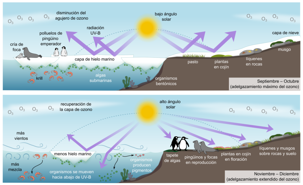 Los agujeros de ozono Antártico son más extensos y exponen a la biodiversidad a mucha más radiación ultravioleta