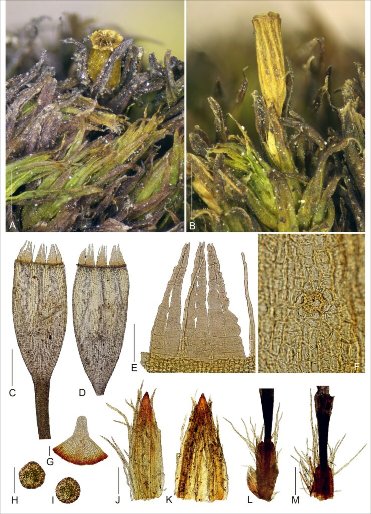 Macro y micro fotografías de esporofitos de musgo Orthotrichum camanchacanum. Créditos: fotografías extraídas del estudio.