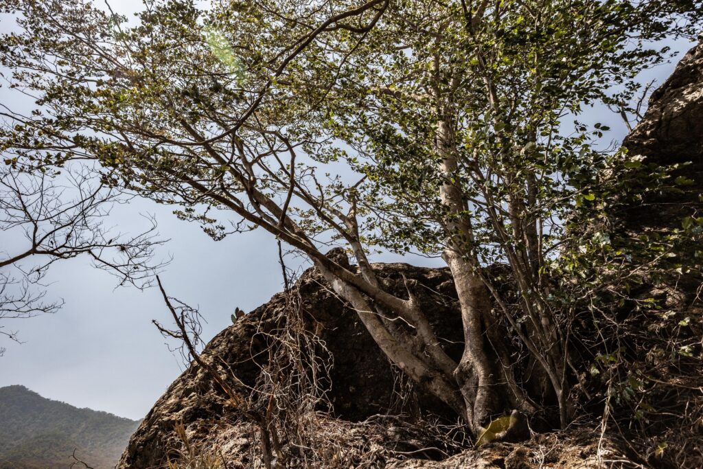 Un ejemplar de palo morado joven crece arriba de una gran roca en Guerrero. Foto: Iván Castaneira.