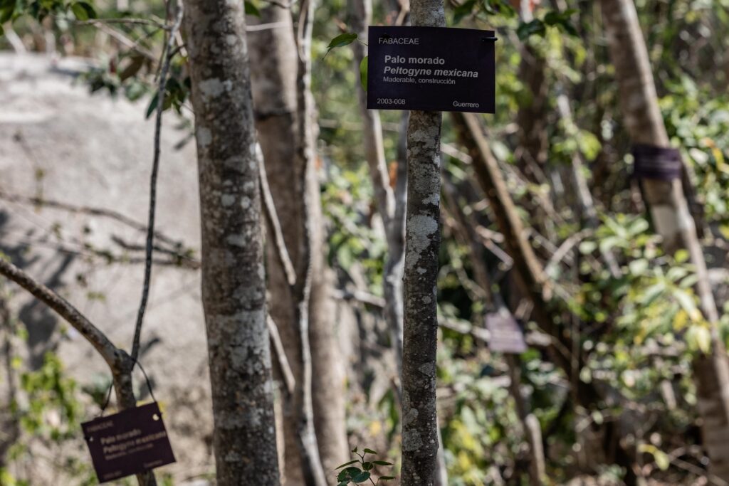 Árboles de Peltogyne mexicana que se reproducen en el Jardín Botánico de Acapulco. Foto: Iván Castaneira.