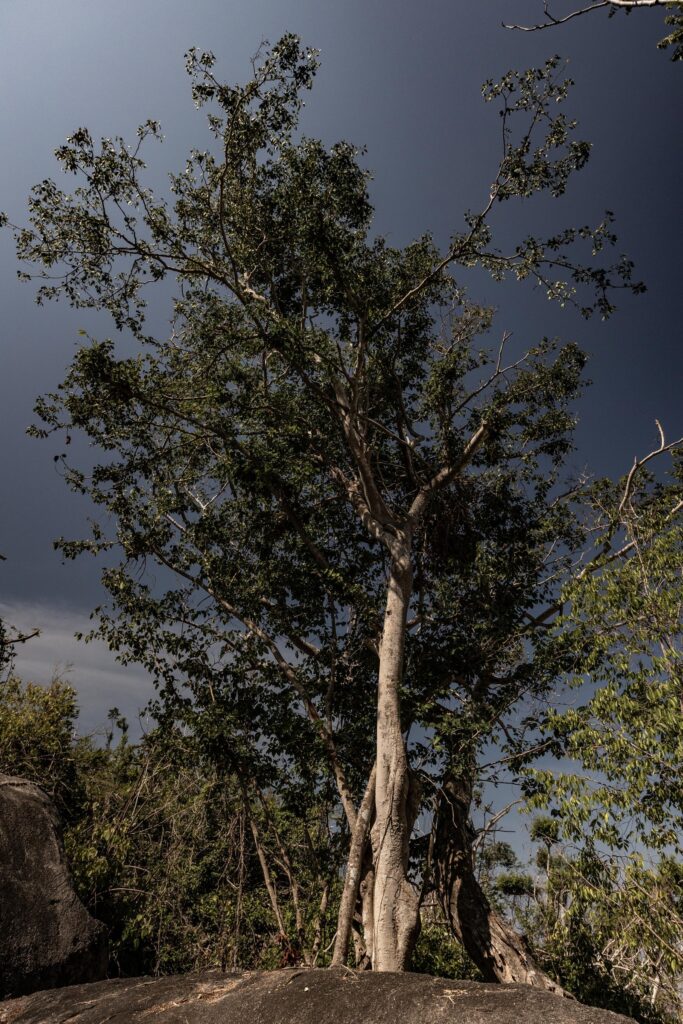 Un ejemplar de palo morado, árbol endémico de México En Peligro de extinción. Foto: Iván Castaneira.