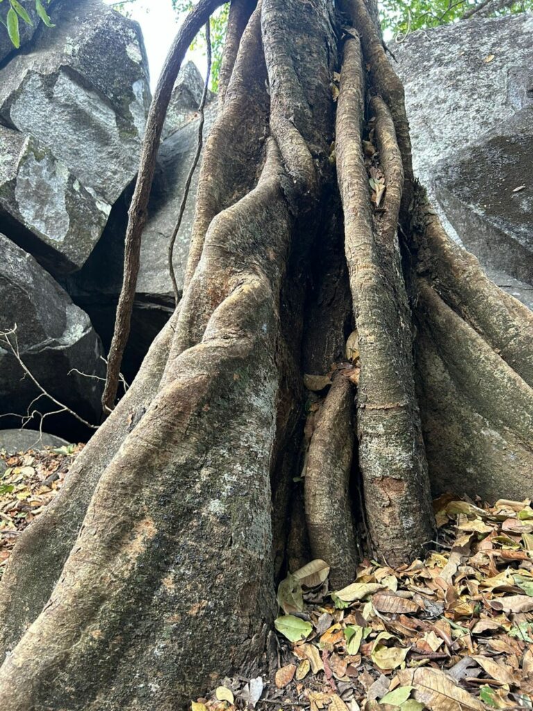 Un palo morado cuyo tronco muestra la afectación causada por un hongo. Foto: cortesía José Navarro.