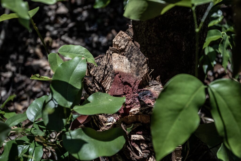 Retoño de un palo morado que fue talado. Foto: Iván Castaneira.