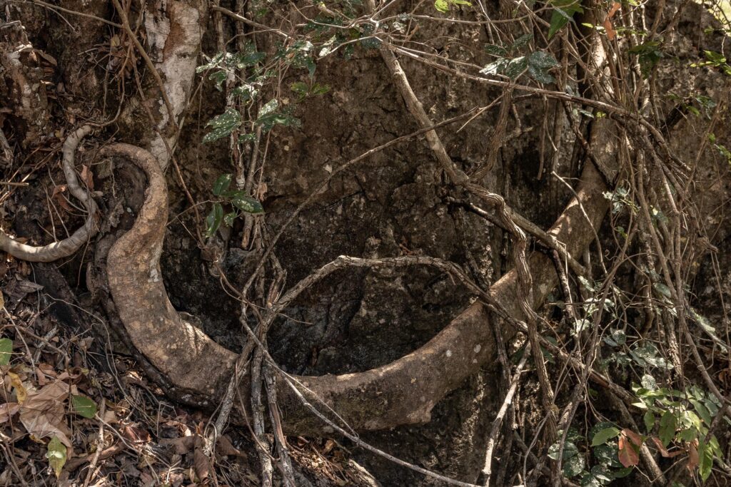 Las raíces se engarzan en la piedra.