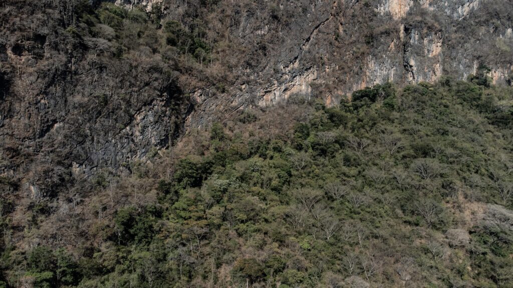 A la Peltogyne mexicana le gusta crecer en cañadas y cerros "brutos", como los llaman algunos pobladores de Guerrero. Foto: Iván Castaneira.