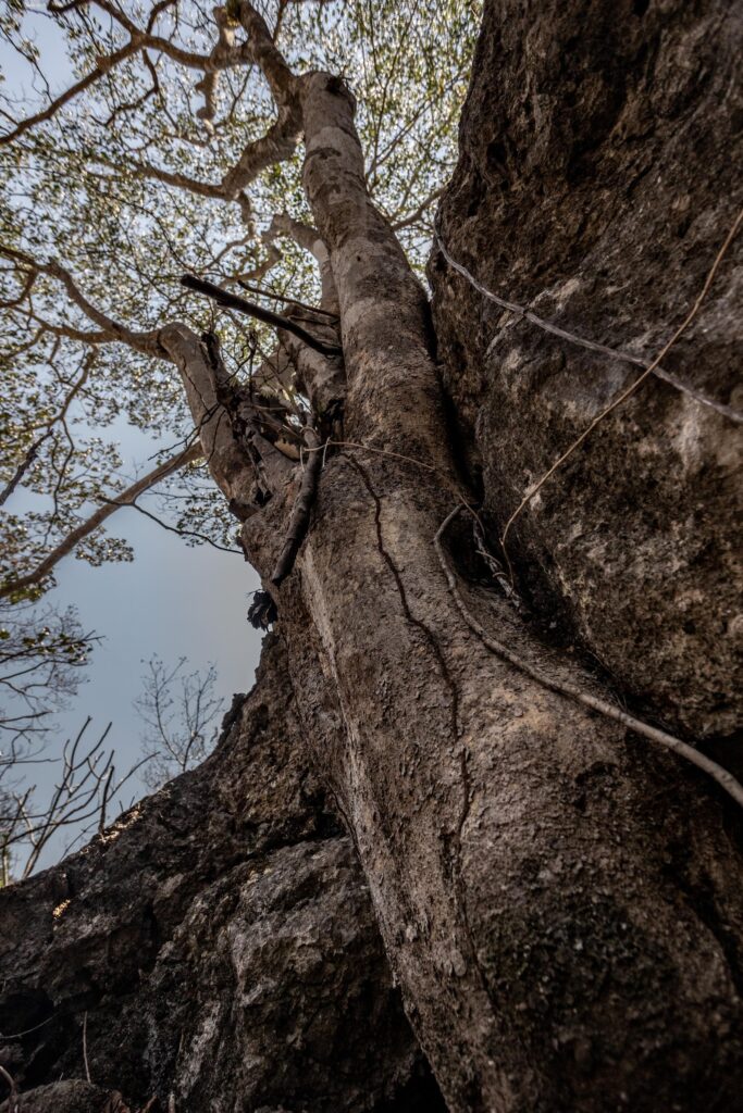 Es común encontrar a estos árboles junto a grandes rocas. Fotos: Iván Castaneira