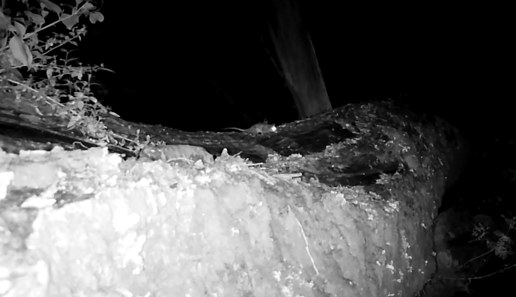 Monito del monte (Dromiciops gliroides) es considerado un fósil viviente, con 26 centímetros es el más grande de los cuatro marsupiales que habitan en Chile. Se caracteriza por sus grandes ojos delineados que se adaptan a la oscuridad, sus pequeñas orejas redondas y su pelaje corto. Además, es el único mamífero que hiberna en Sudamérica y lo hace almacenando grasa en su cola. Créditos: Puelo Patagonia.