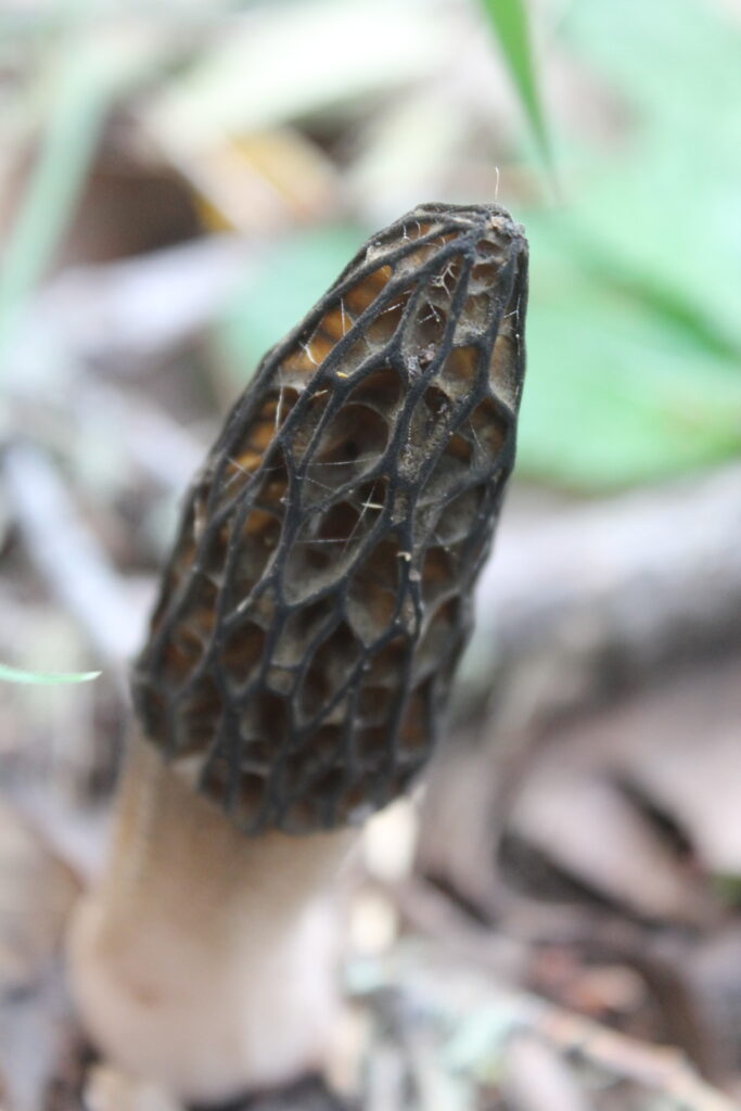 Morchella sp. Créditos:  ©Dinelly Soto