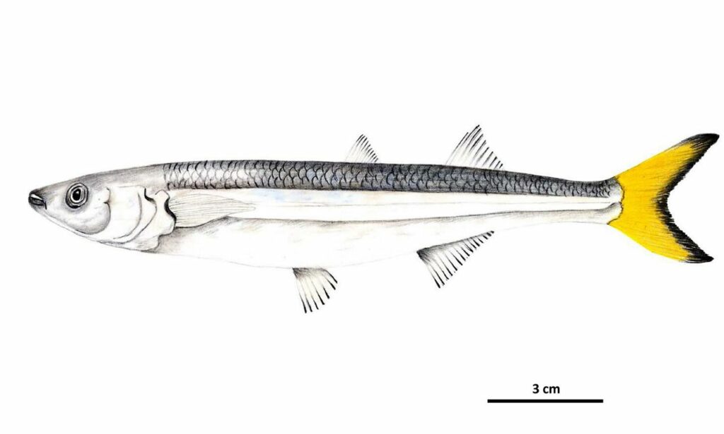 Pejerrey de mar (odontesthesis-regia). Créditos: © Verónica Ortiz