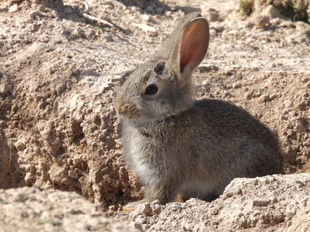 Conejo Europeo (Oryctolagus cuniculus). Créditos: © Javisa Hun