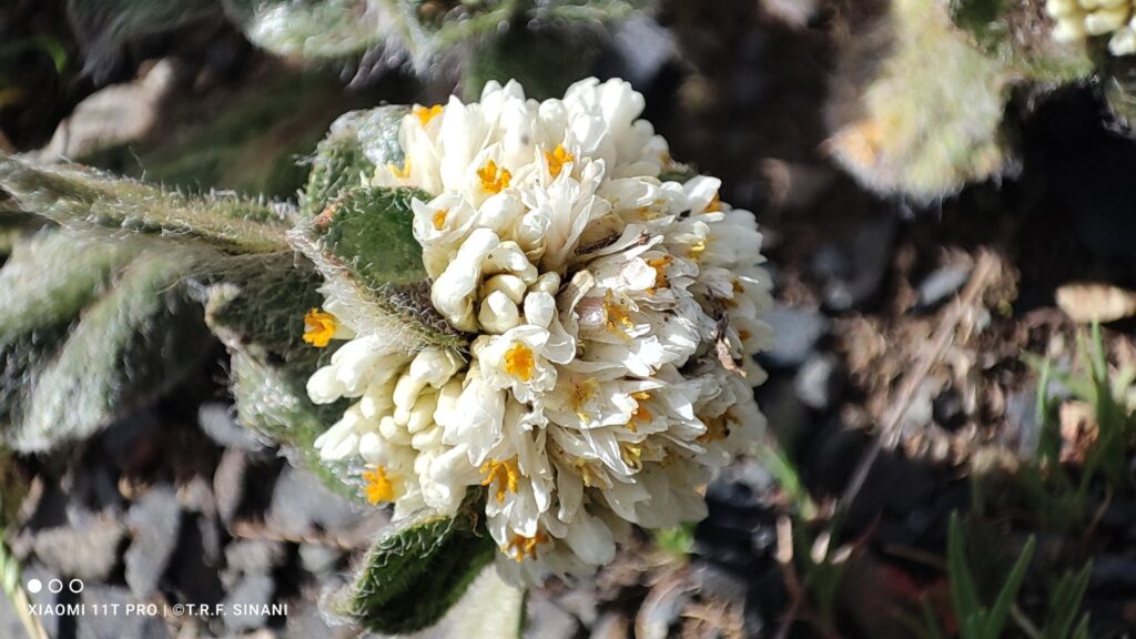 Gomphrena meyeniana. Créditos: Thomaz Ricardo Favreto Sinani.