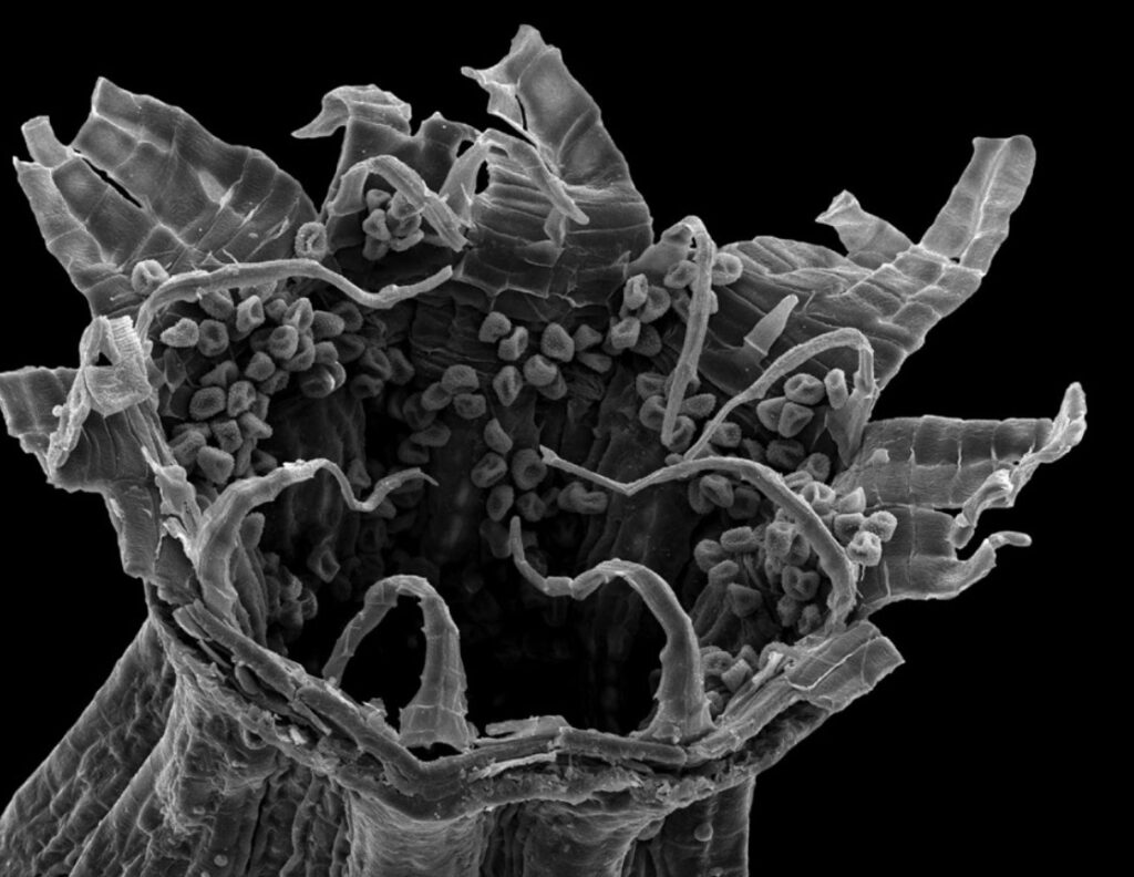 Microfotografía de Orthotrichum camanchacanum. Créditos: fotografías extraídas del estudio. 