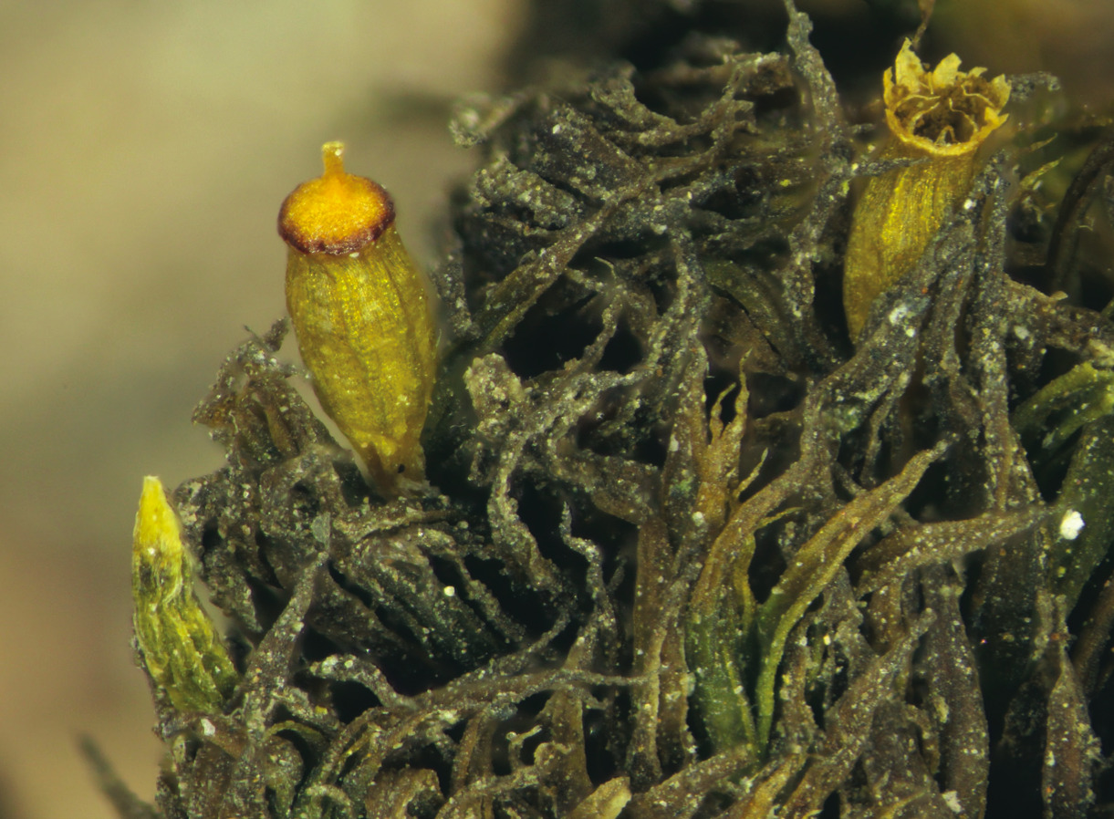 Pequeña, bella y singular: conoce a la increíble nueva especie de musgo descubierta en la Región de Coquimbo