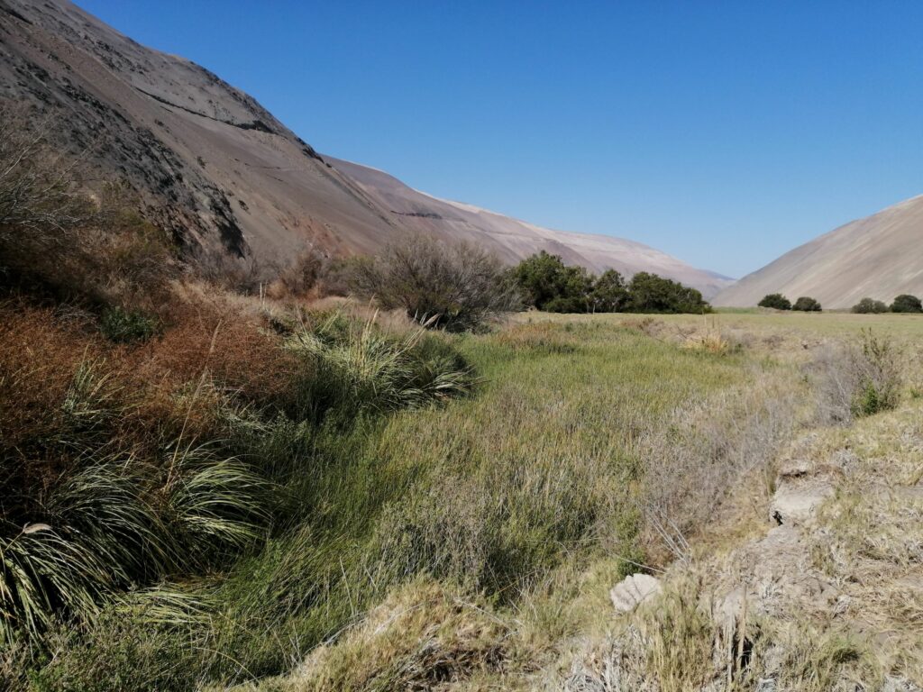 Hábitat del picaflor de Arica en Valle de Camarones. Crédito Ronny Peredo