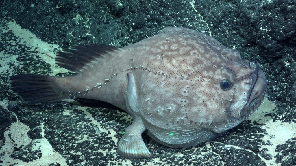 Pez del género Sladenia, expedición Dorsal Salas y Gómez cred Schmidt Ocean Institute