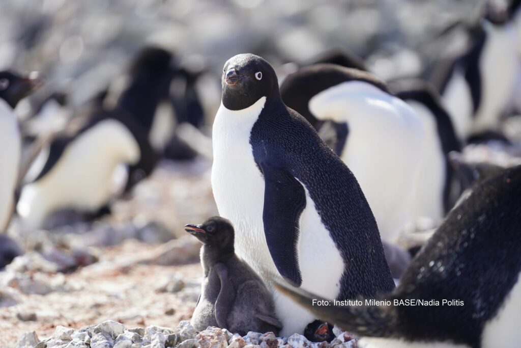 Pingüinos Adelia en el verano Antártico. Foto: Nadia Politis.