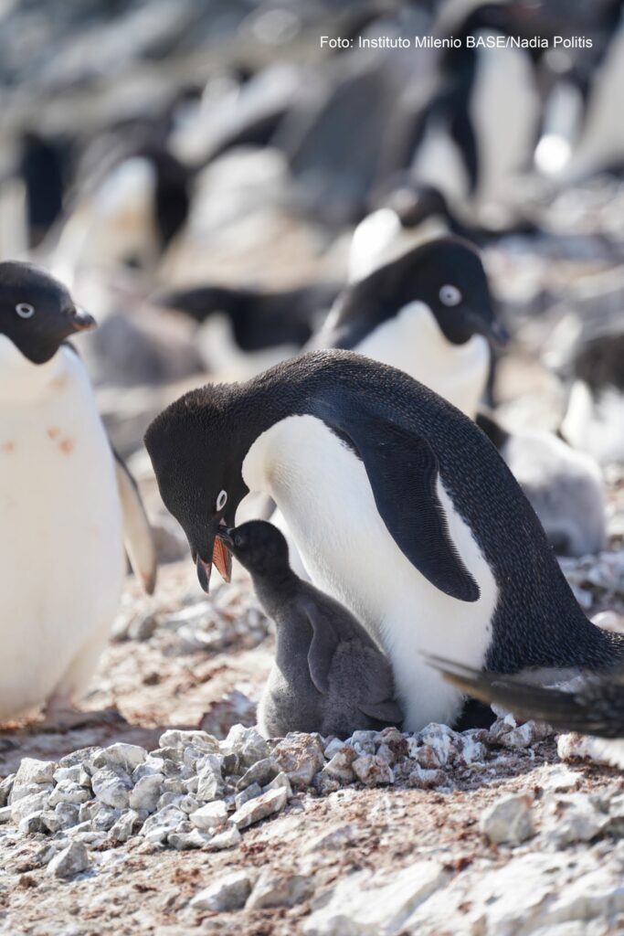 Pingüinos Adelia en el verano Antártico. Foto: Nadia Politis.