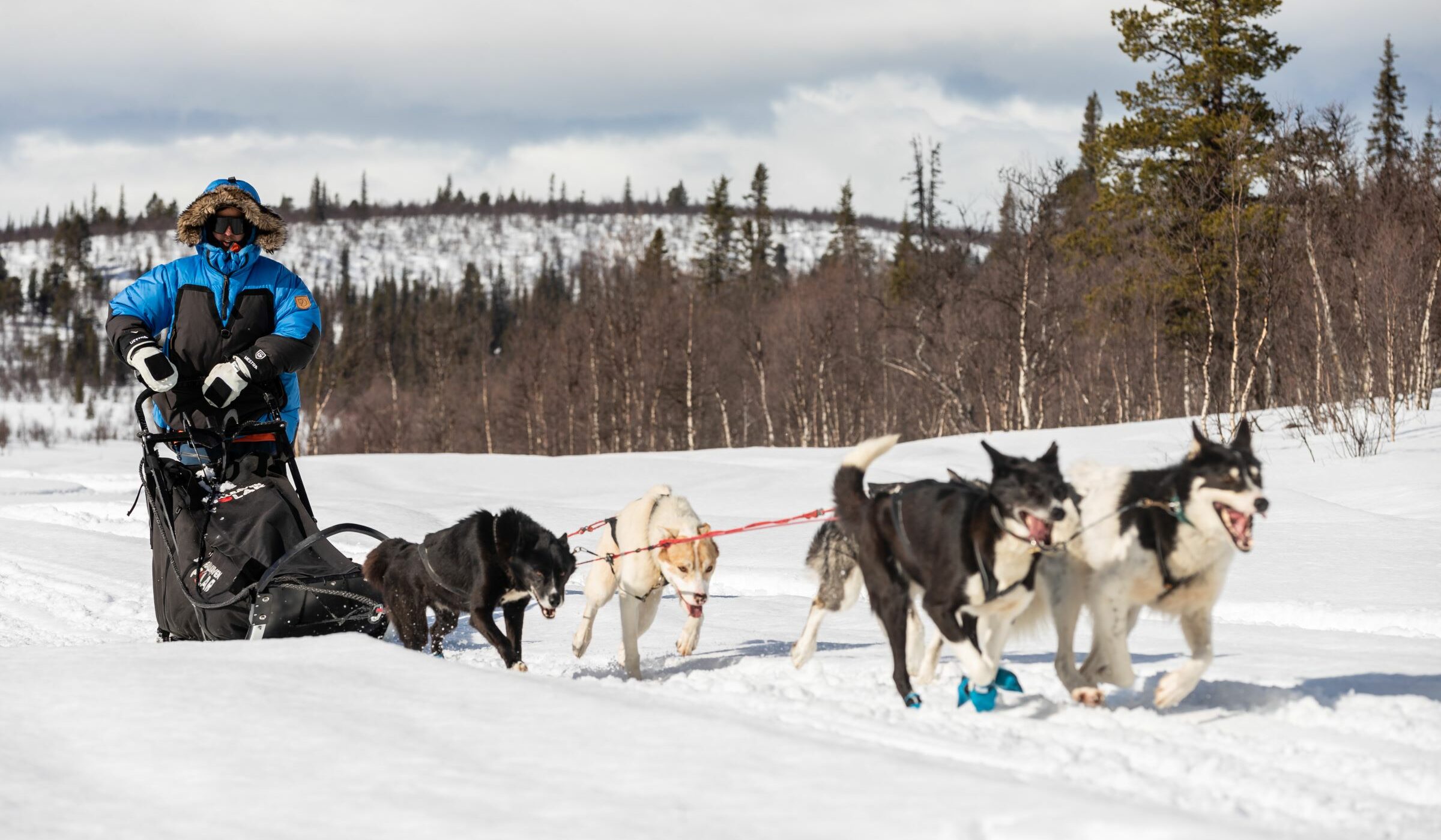 Perros, trineos y el goce del frío : Un recorrido por el Círculo Polar Ártico en invierno