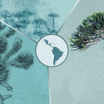 Especial | Chile | Araucaria: el árbol sagrado que es memoria viva y se resiste a desaparecer