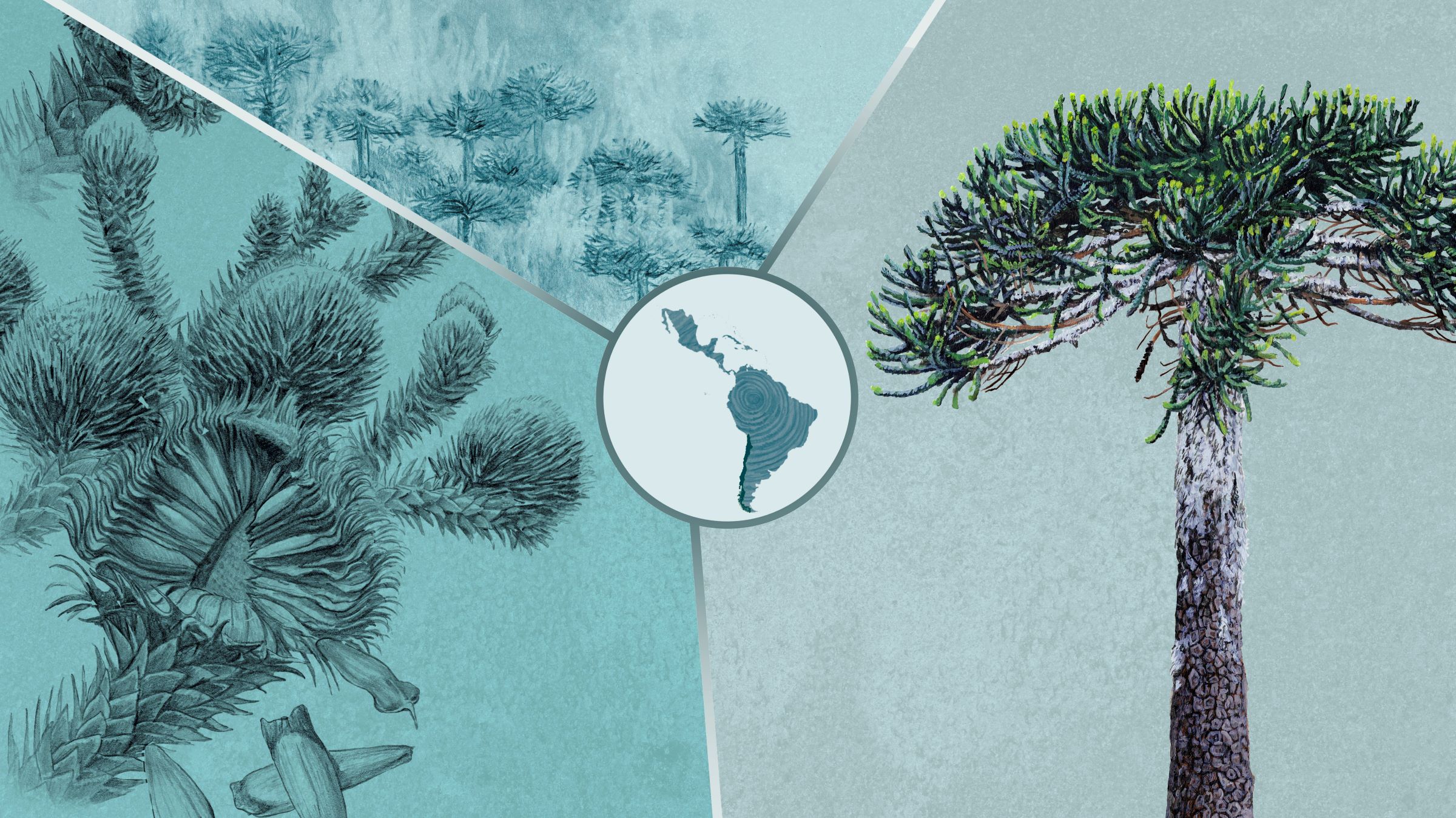 Especial | Chile | Araucaria: el árbol sagrado que es memoria viva y se resiste a desaparecer