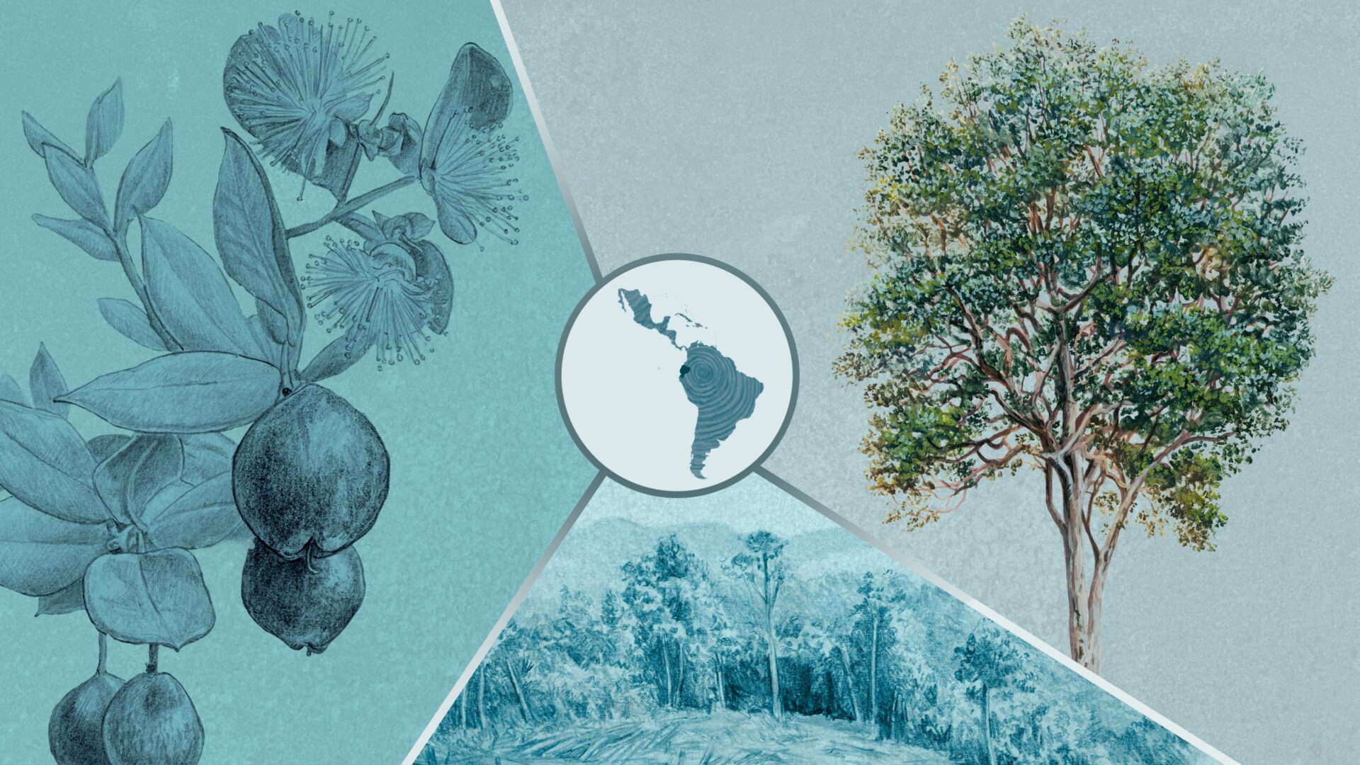 Especial | Ecuador | Arrayán de Quito: un árbol aniquilado de su hábitat natural en Ecuador