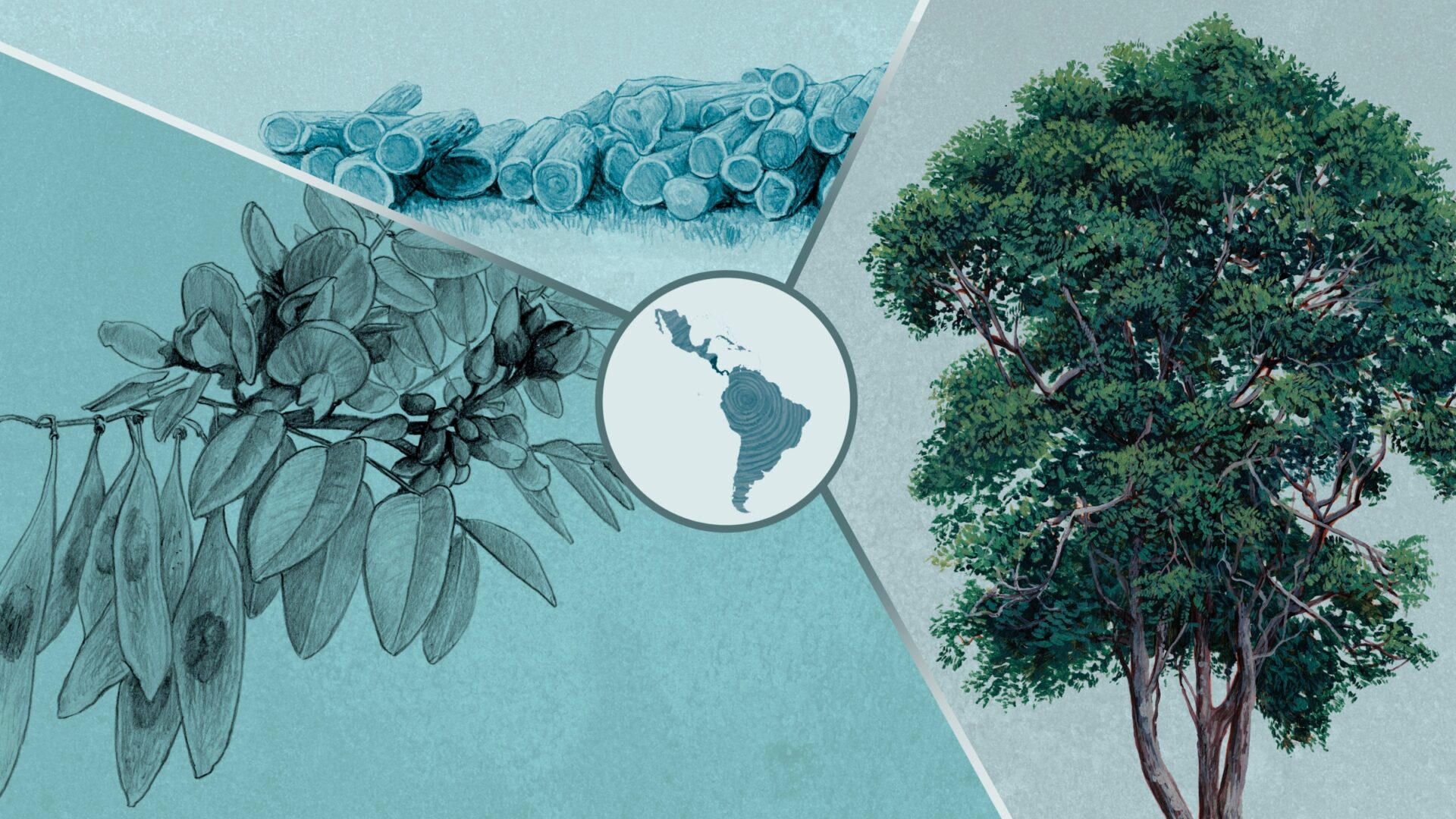 Especial | Panamá | Cocobolo: el árbol que comunidades indígenas intentan rescatar del exterminio en Panamá