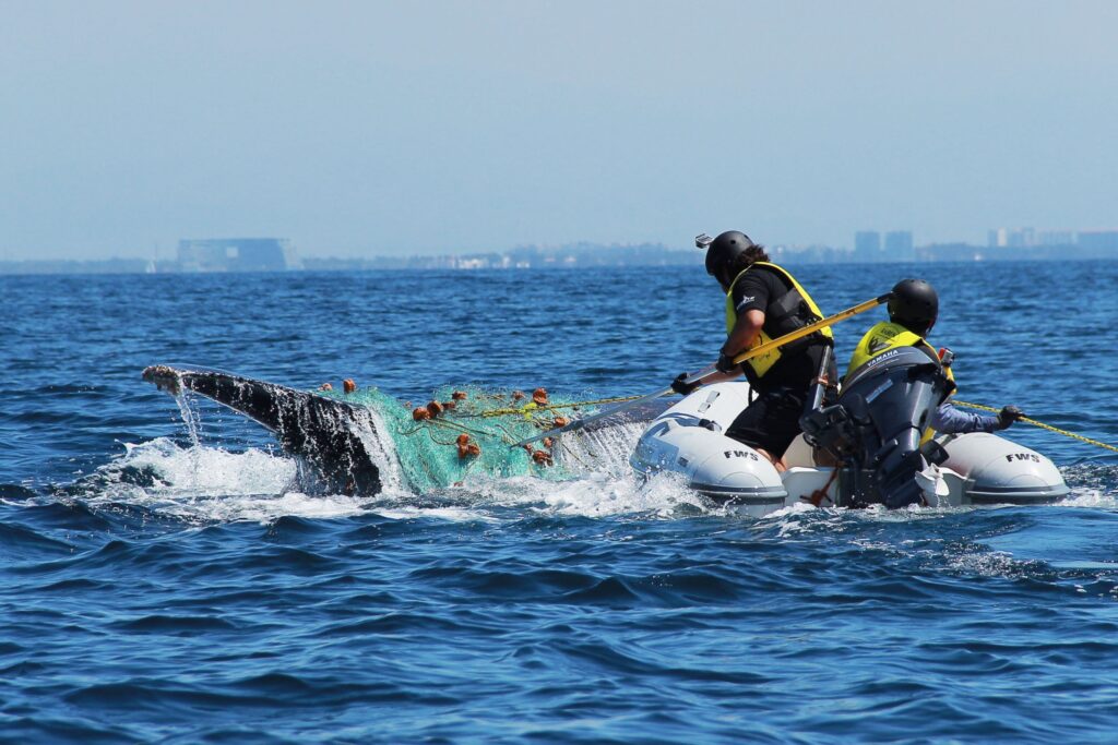Un equipo de Raben rescata a una ballena enredada en Bahía de Banderas, estado de Jalisco, en la costa del Pacífico de México. Desenredar grandes mamíferos es una tarea arriesgada, ya que los rescatistas podrían quedar atrapados en las redes de pesca que intentan desenredar (Imagen: Ecobac)