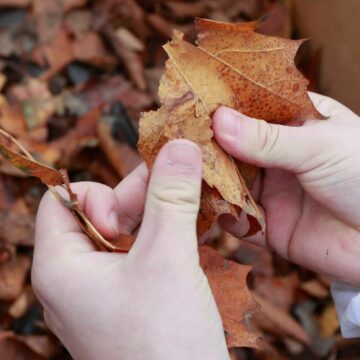  ¡No las saques todas! La función de las hojas caídas en otoño para los ecosistemas