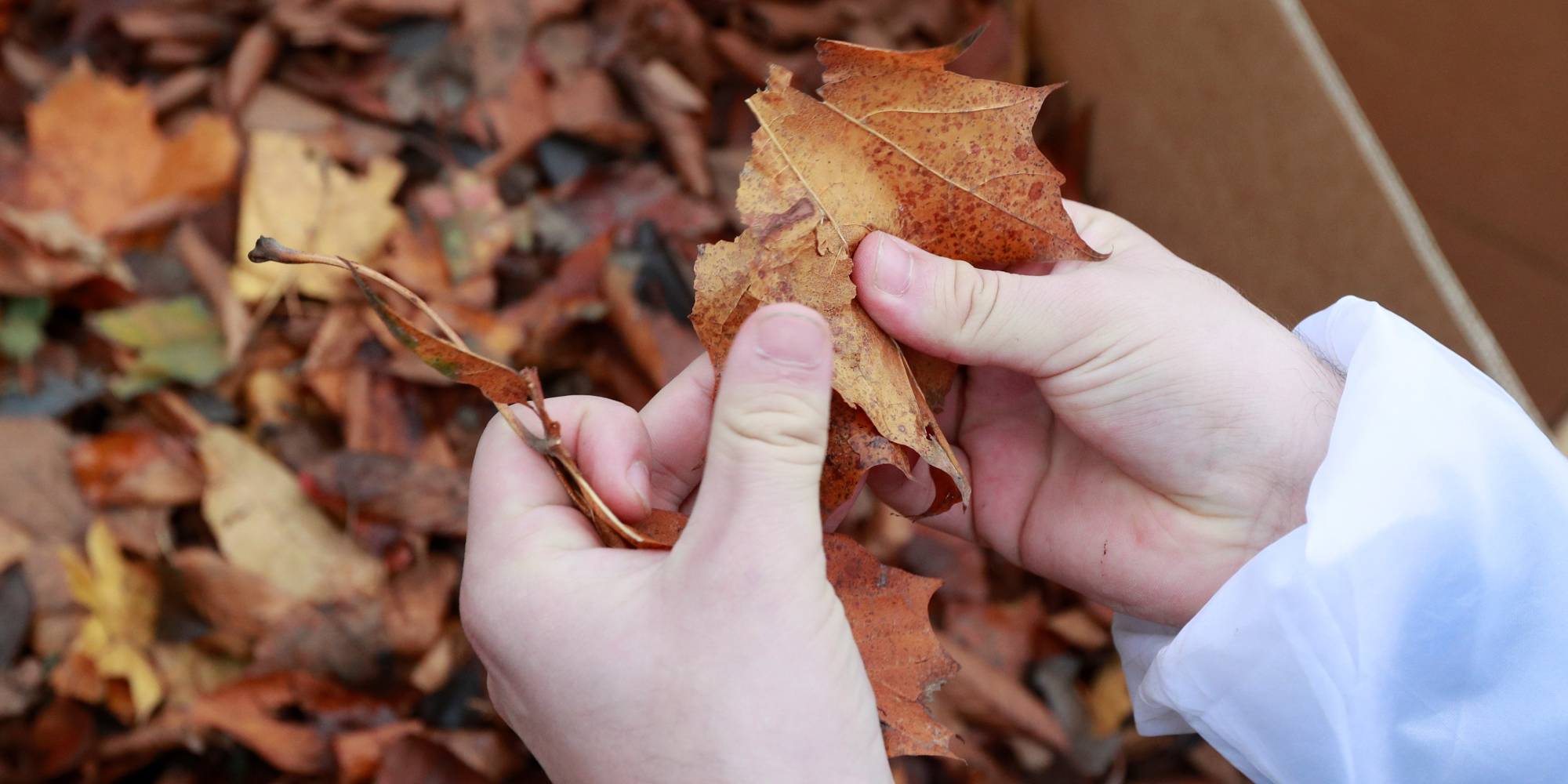  ¡No las saques todas! La función de las hojas caídas en otoño para los ecosistemas