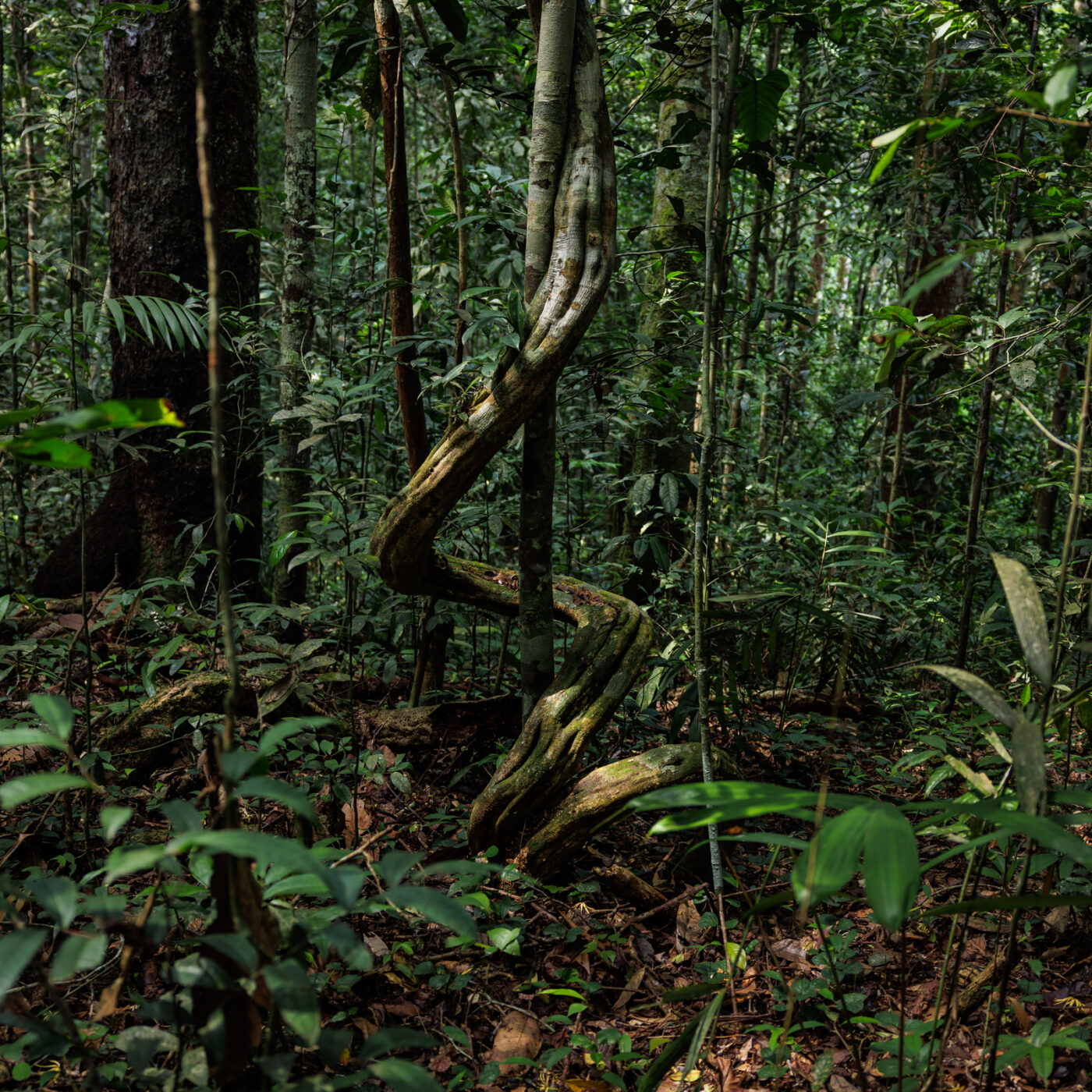 Conociendo la belleza de la reserva Allpahuayo Mishana, en plena Amazonía del Perú