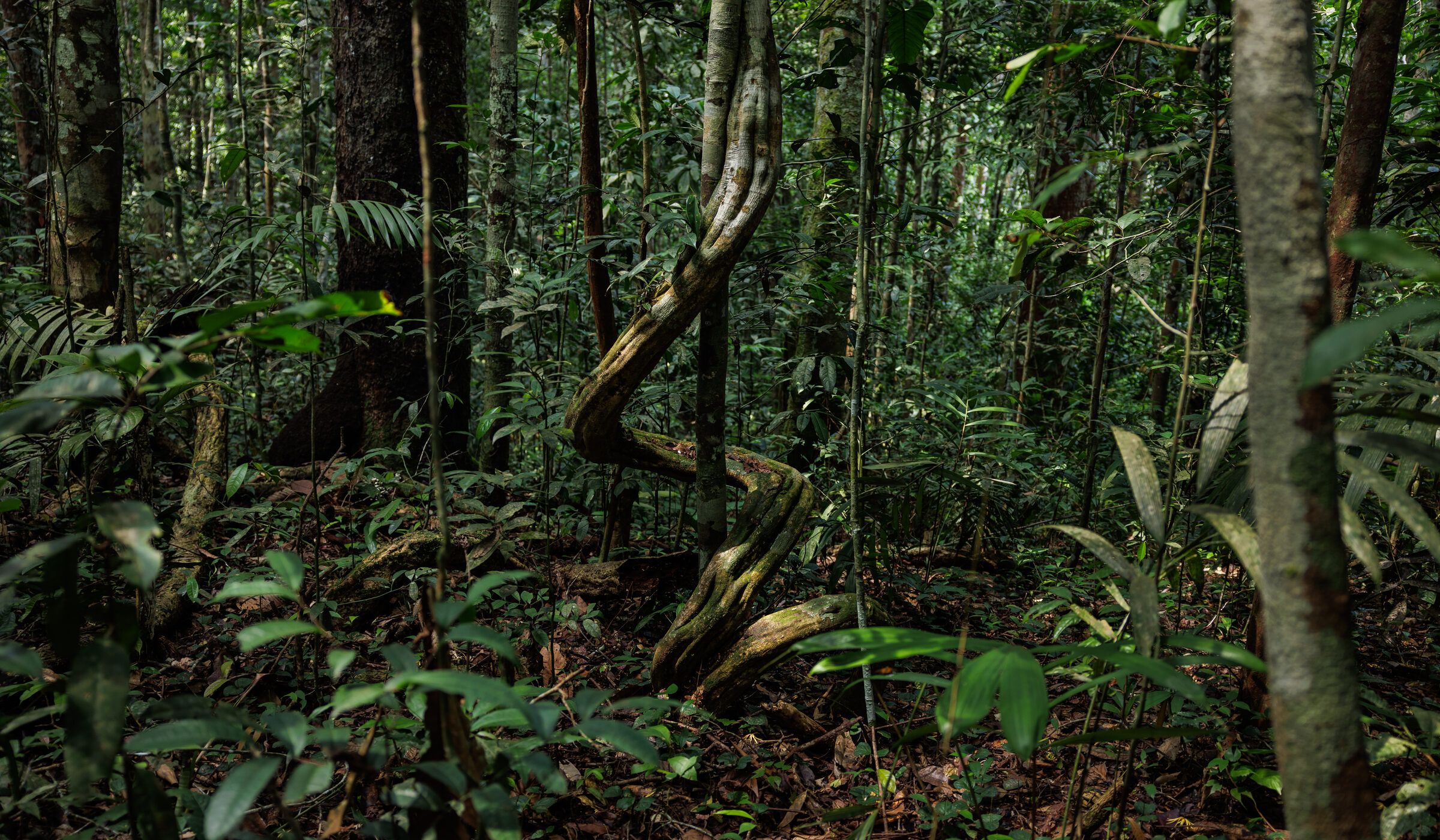 Conociendo la belleza de la reserva Allpahuayo Mishana, en plena Amazonía del Perú